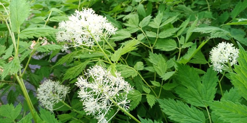 Actaea rubra forma neglecta Воронец красный